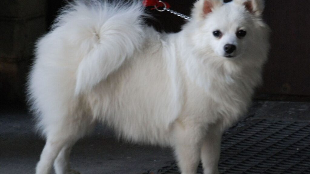 Best Italian Dog Names 