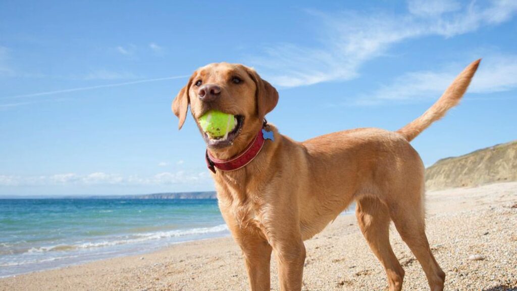 Best Male Dog Names