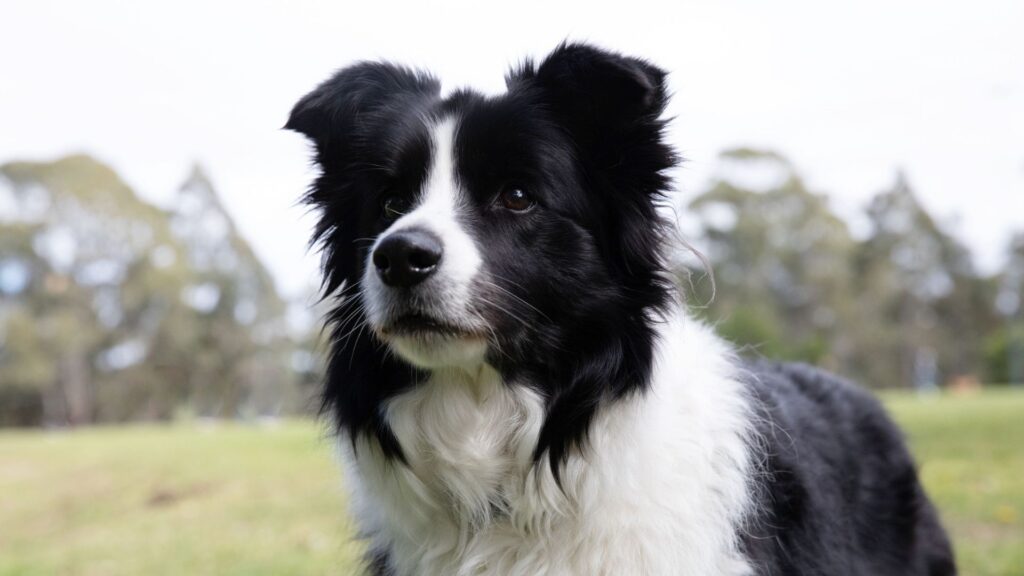  Black and White Dog Names for Girls