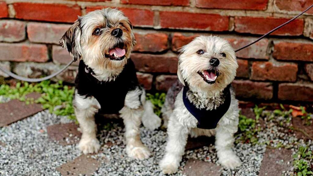 Cool Small Dog Names Male