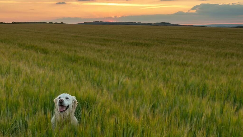 Country Dog Names Girl