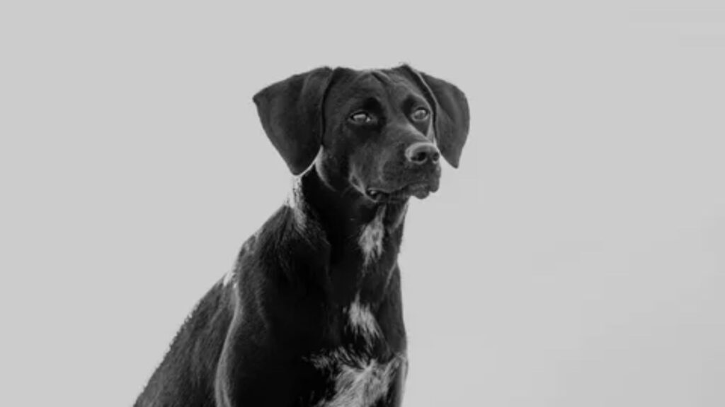  Cute Black and White Dog Names 