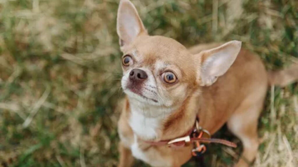  Cute Brown Dog Names 