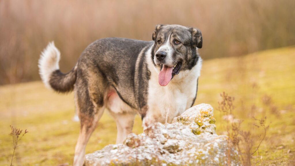  Cute Spanish Dog Names 