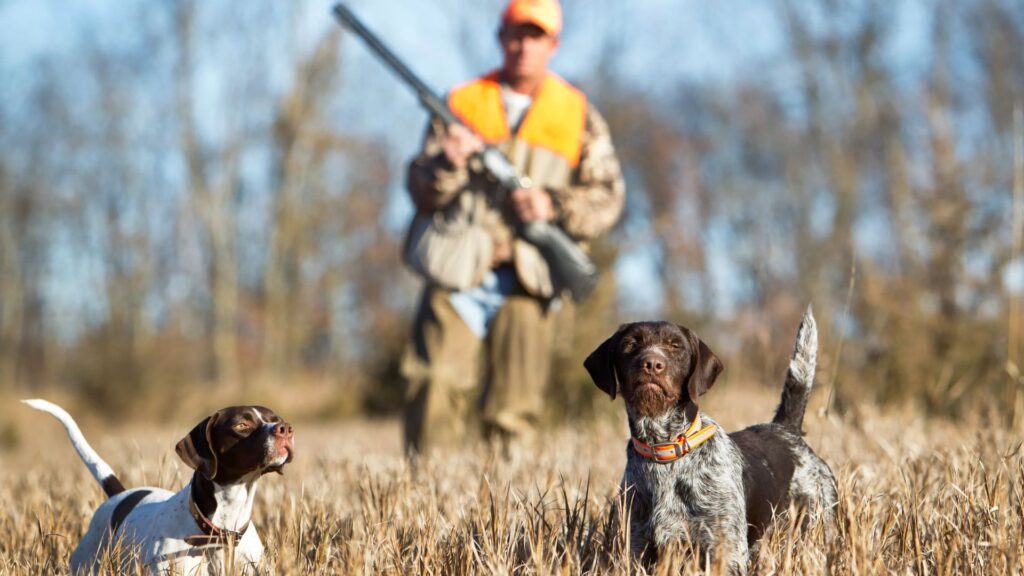 Female Hunting Dog Names
