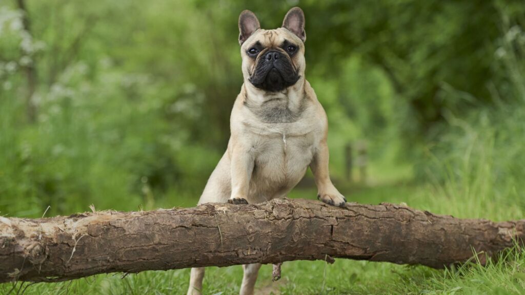 French Dog Names Girl