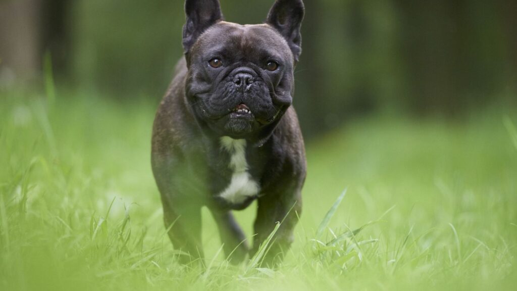 French Dog Names Male