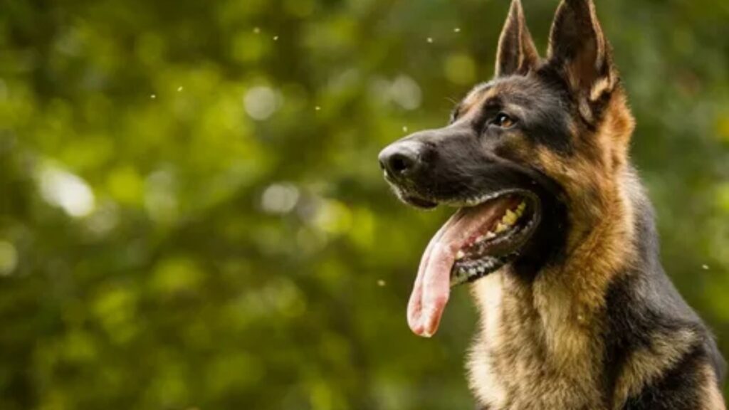  German Dog Names Boy 