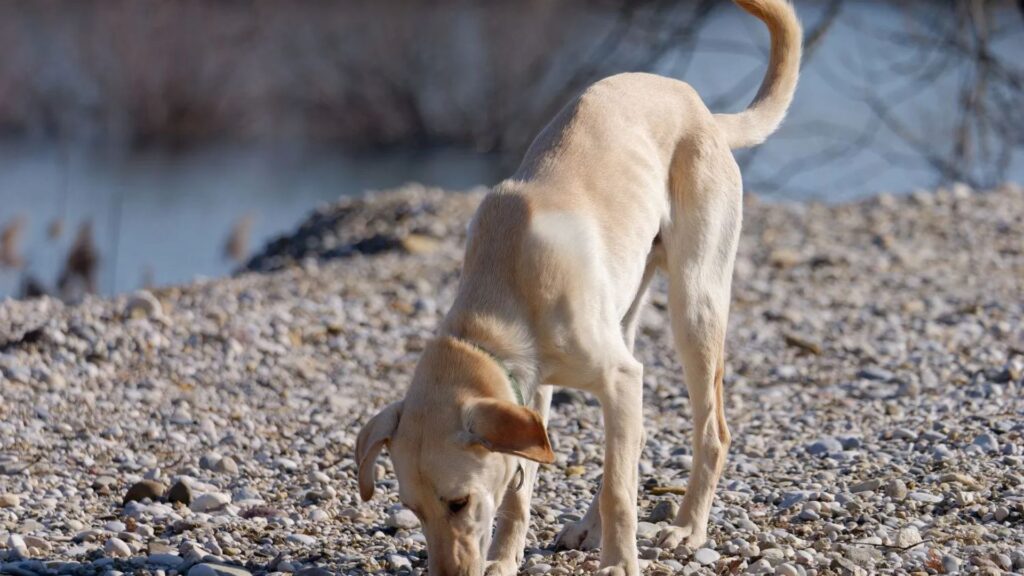  Greek Dog Names Girl 