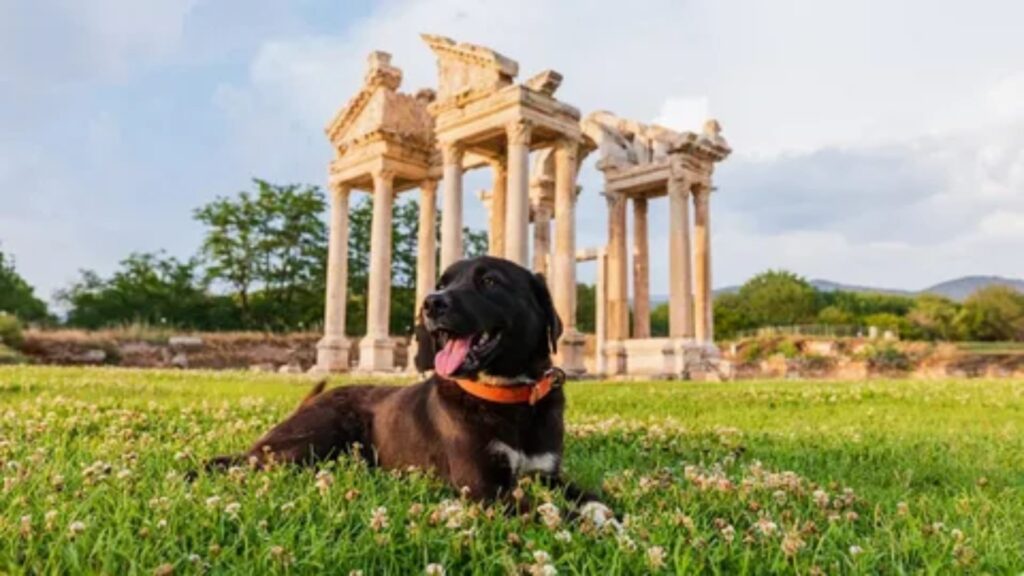  Greek Dog Names Male 