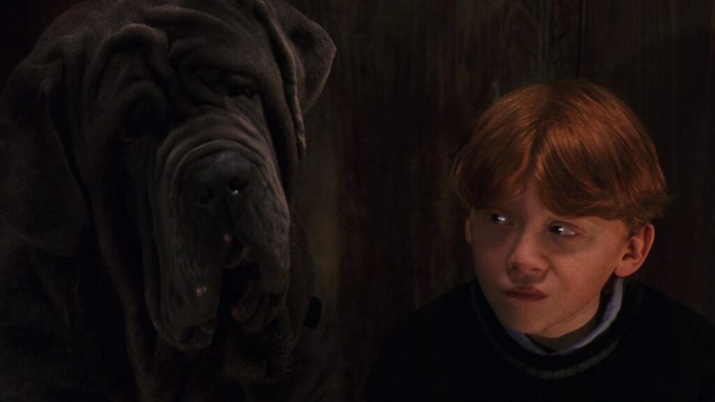 Harry Potter Dog Names
