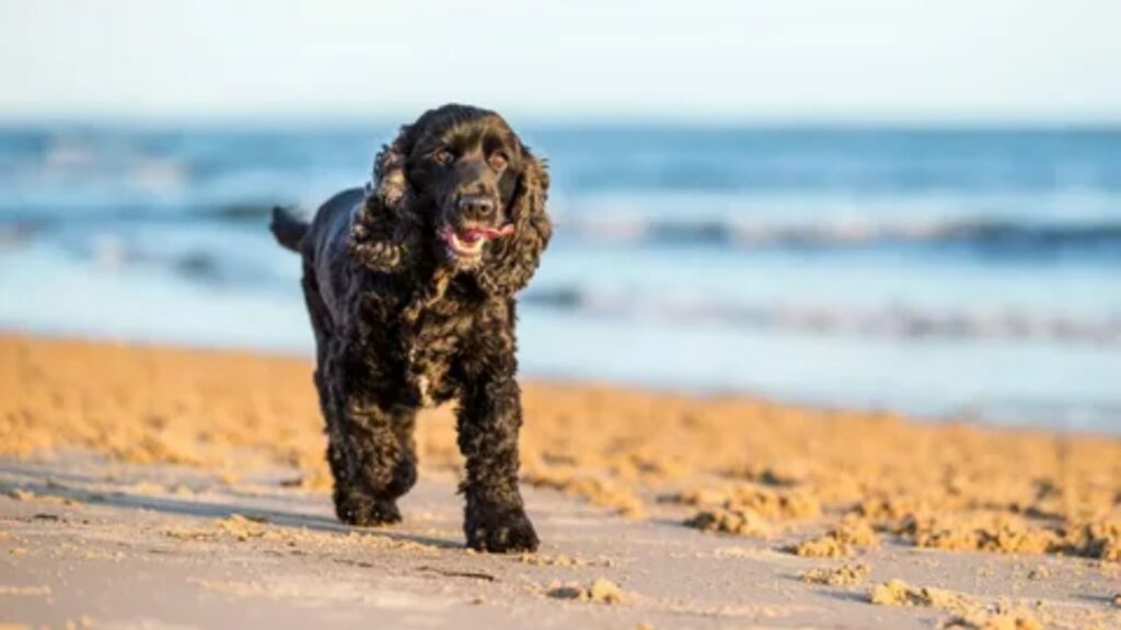 Hawaiian Dog Names Boy