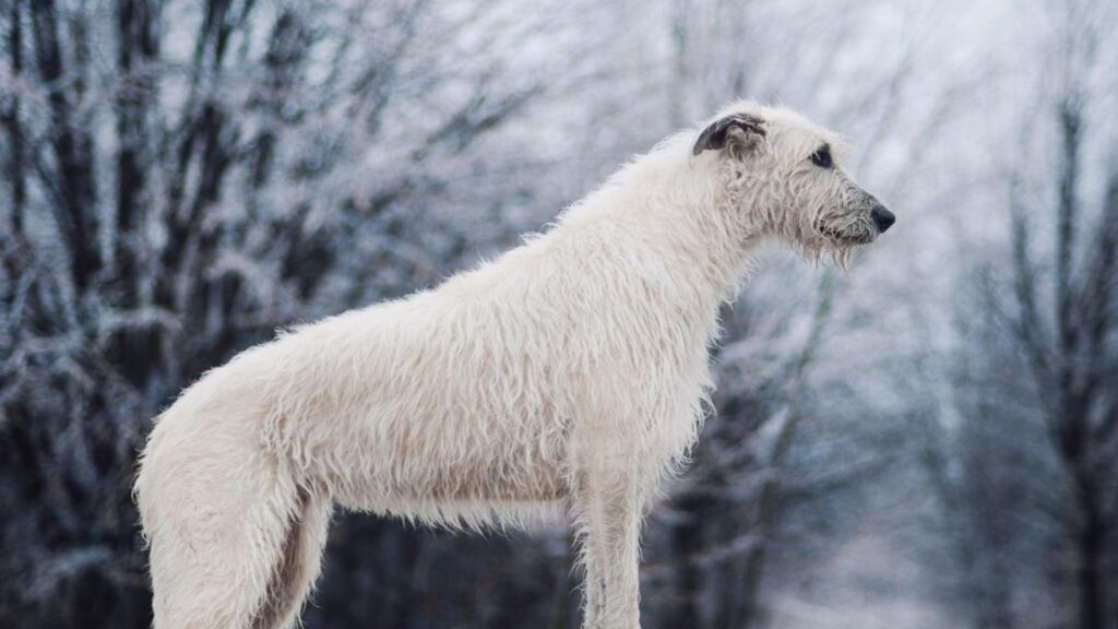 Irish Dog Names Female