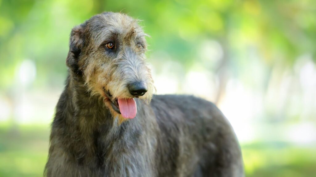 Irish Dog Names Male