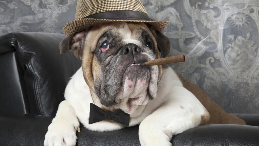 Mexican Gangster Dog Names