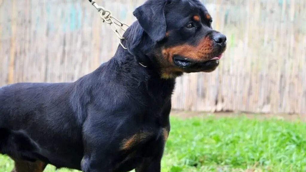  Most Badass Dog Names 