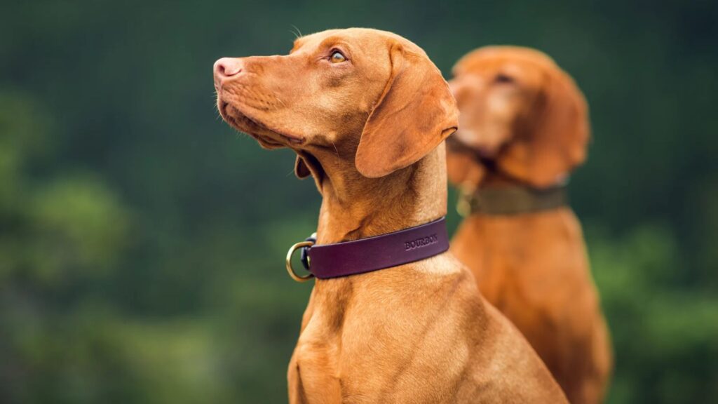 Old Western Dog Names Male