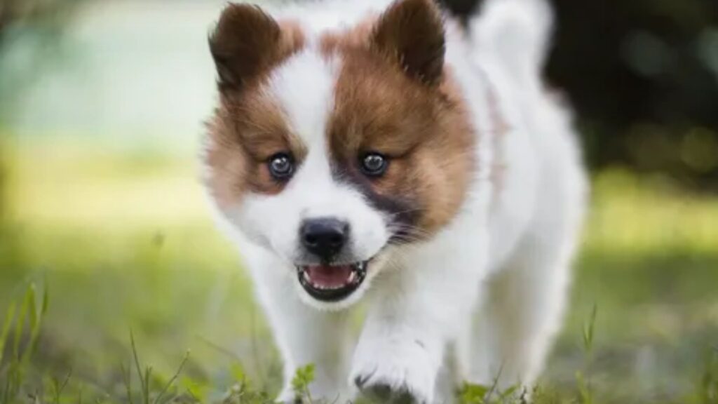 Scary Dog Names Girl