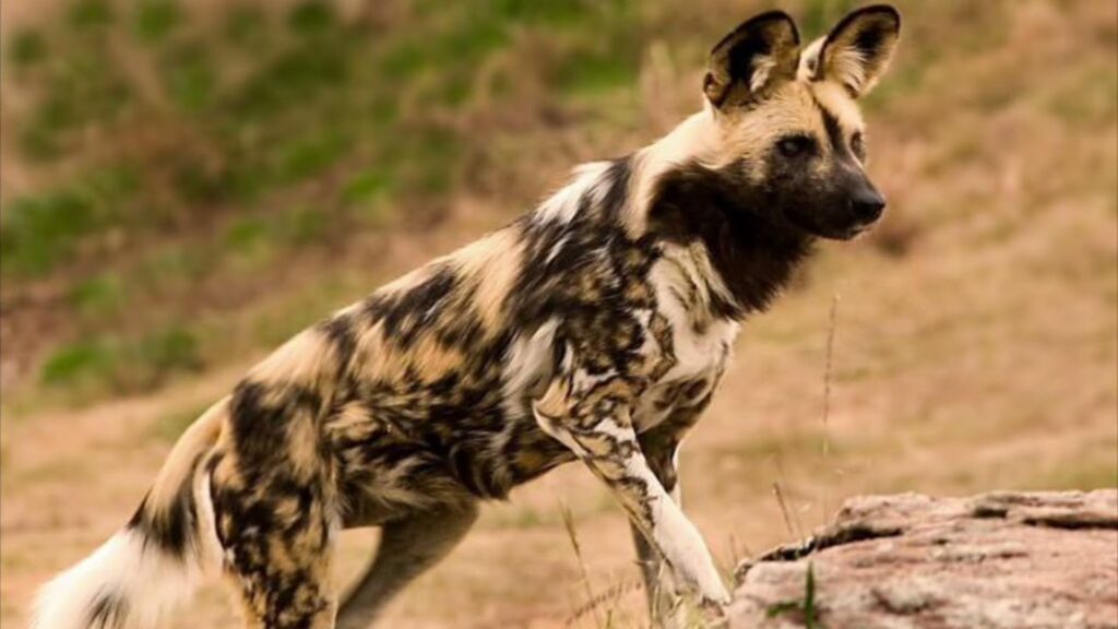 Scary Dog Names Male