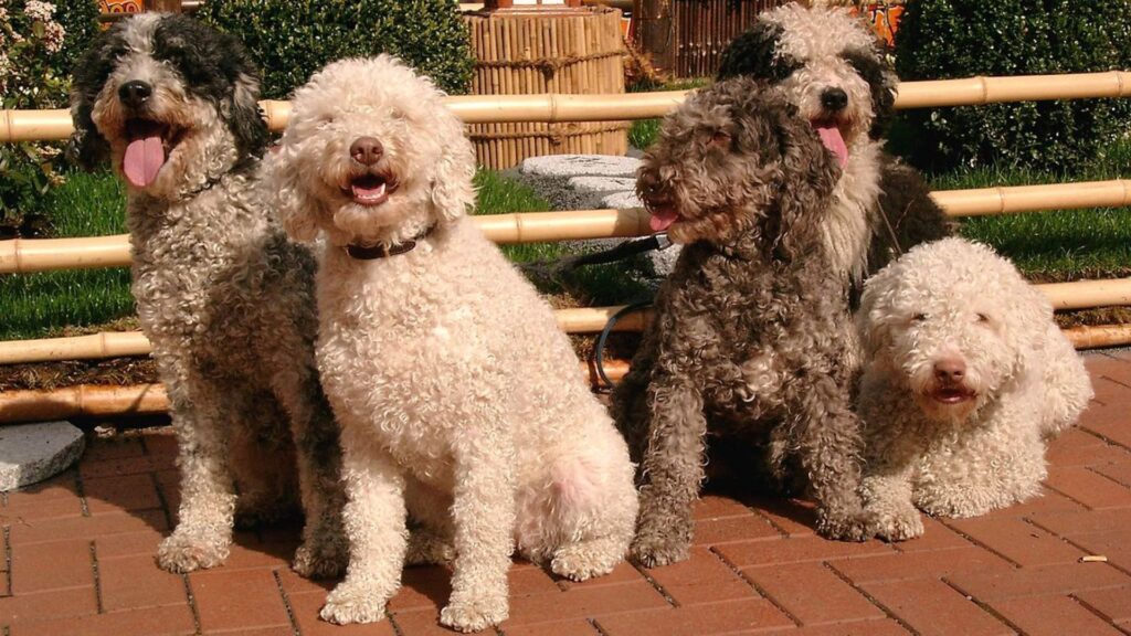  Spanish Dog Names Male 