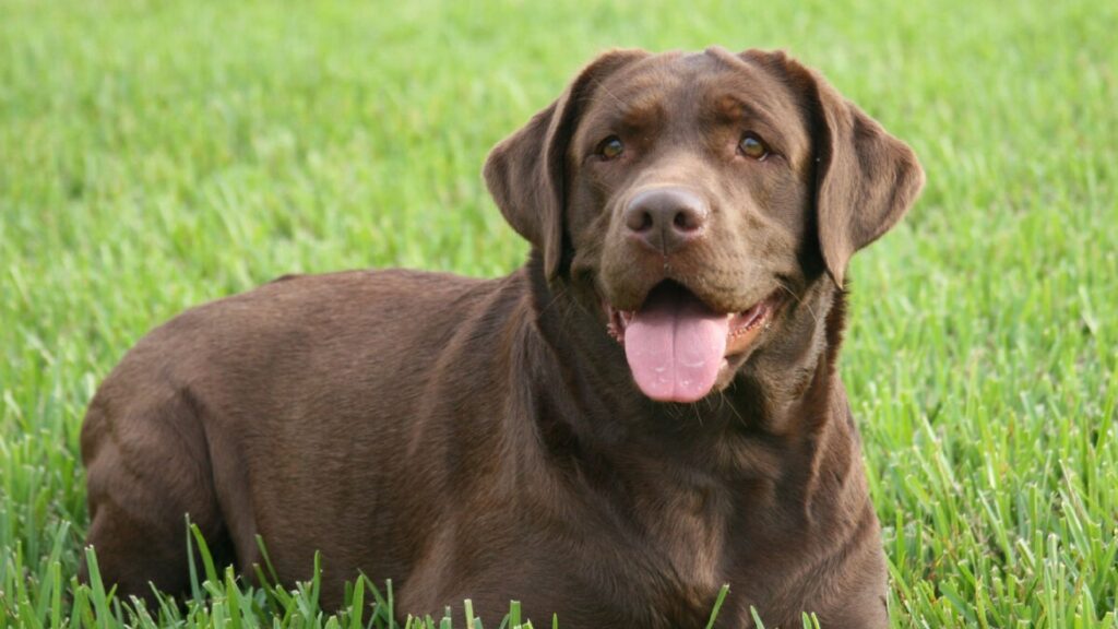  Unique Brown Dog Names