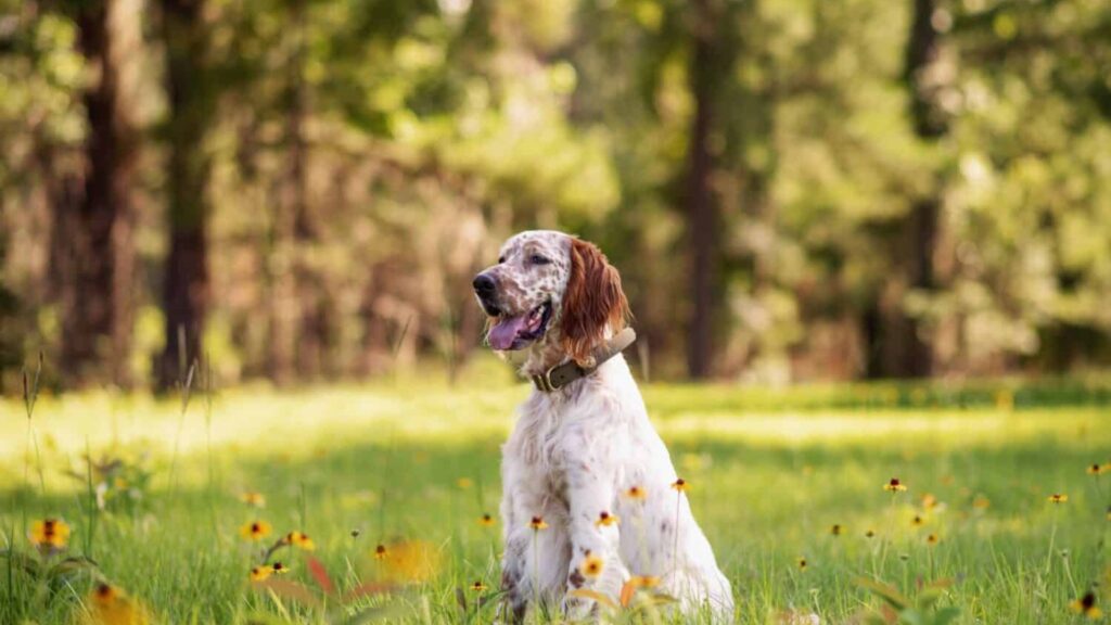 Unique Country Dog Names