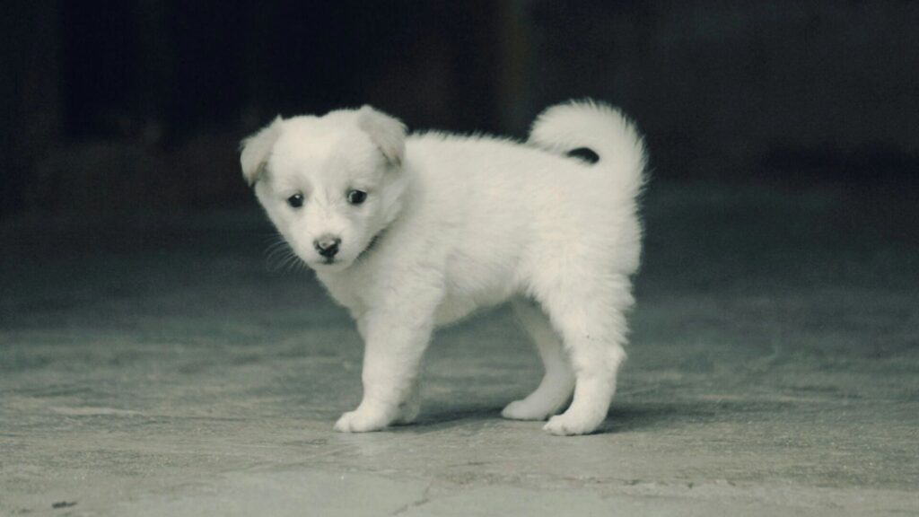 Unique Small Dog Names Male