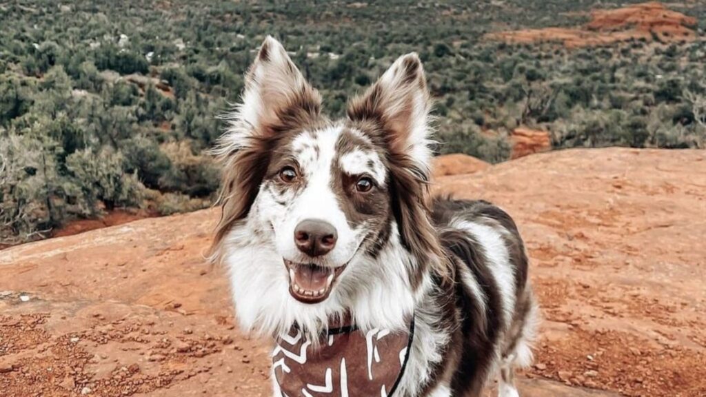 Western Dog Names Girl