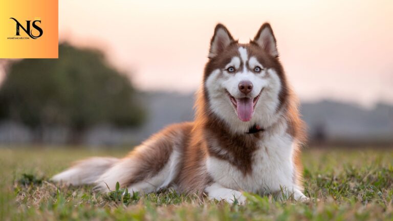 200 Best Siberian Dog Names with Meanings for 2026