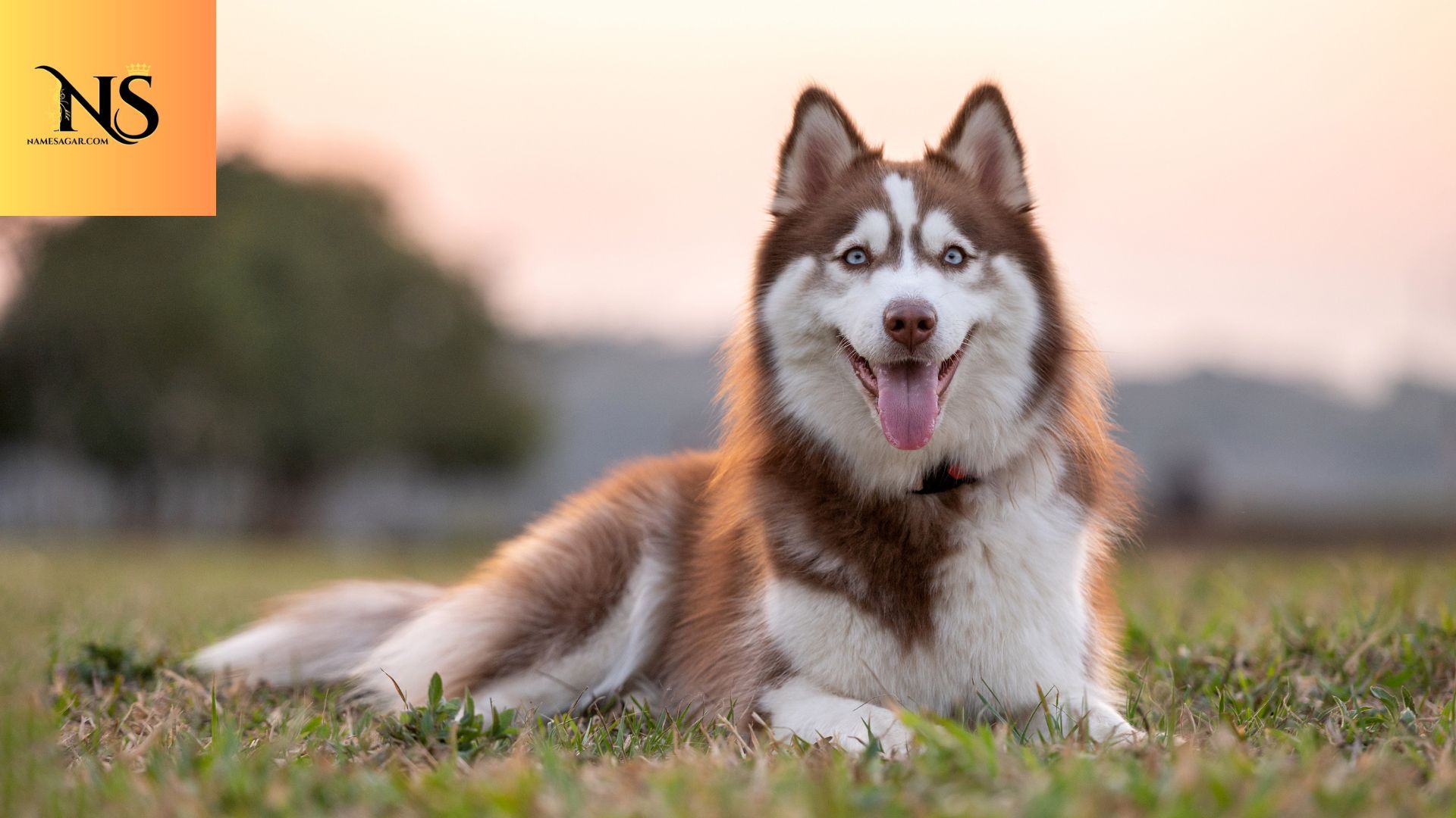 200 Best Siberian Dog Names with Meanings for 2026