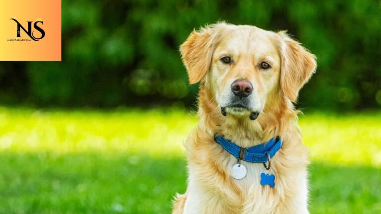 300 Best Golden Retriever Dog Names with Meanings for 2026