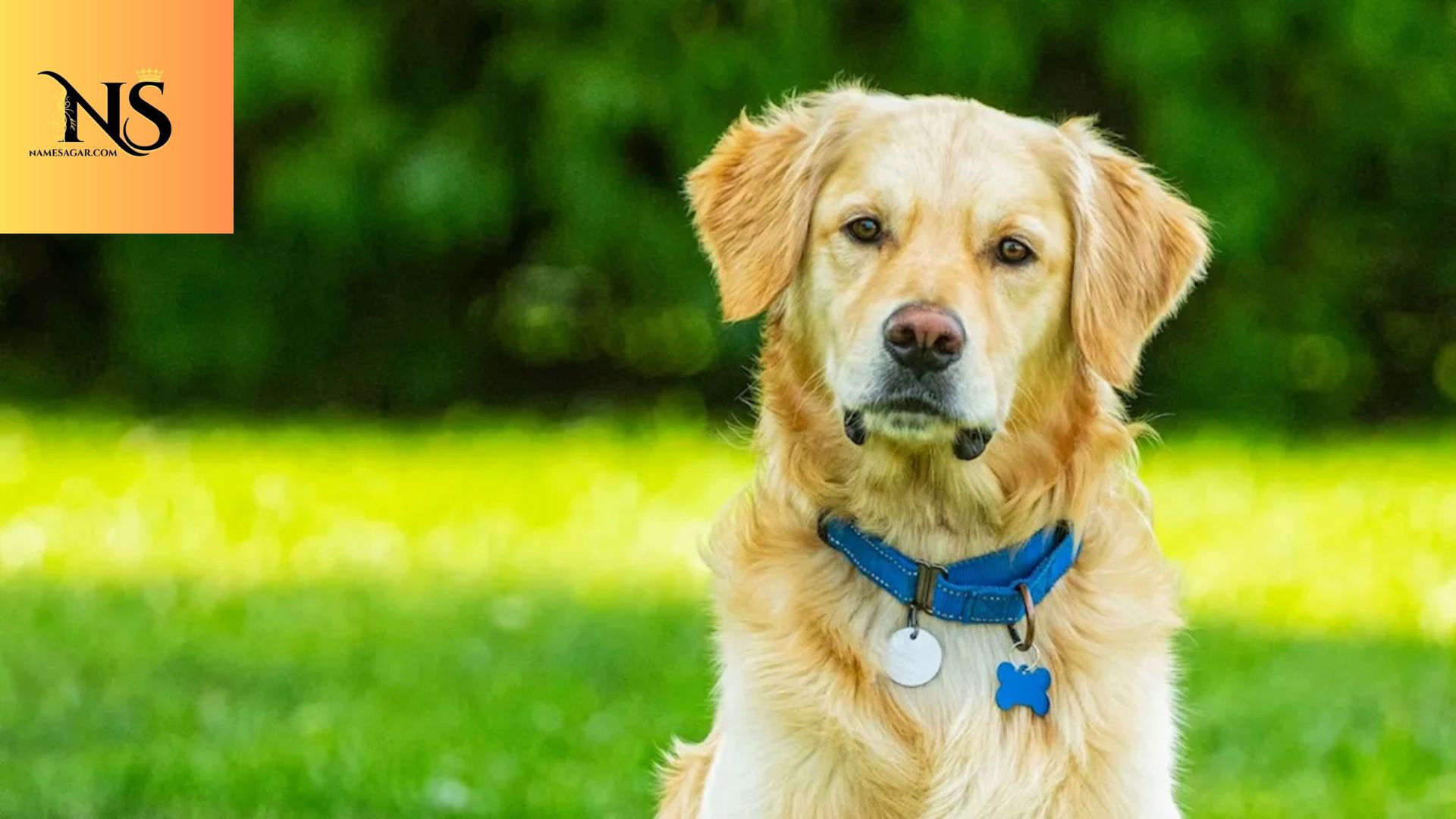 300 Best Golden Retriever Dog Names with Meanings for 2026