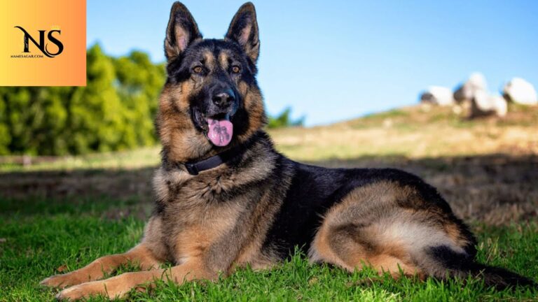 450 Best German Shepherd Dog Names with Meanings for 2026