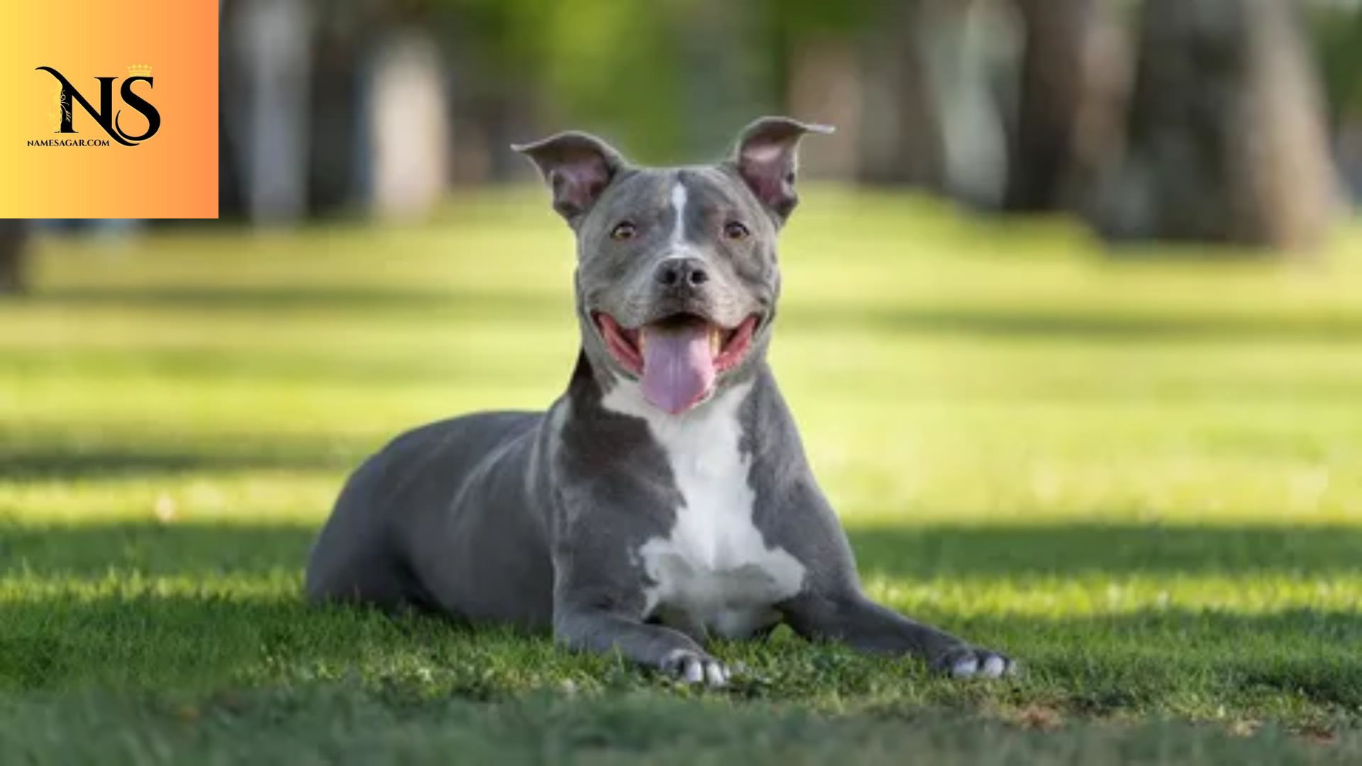 450 Best Grey Dog Names with Meanings for 2026