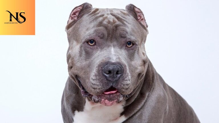 500 Best Pitbull Dog Names with Meanings for 2026