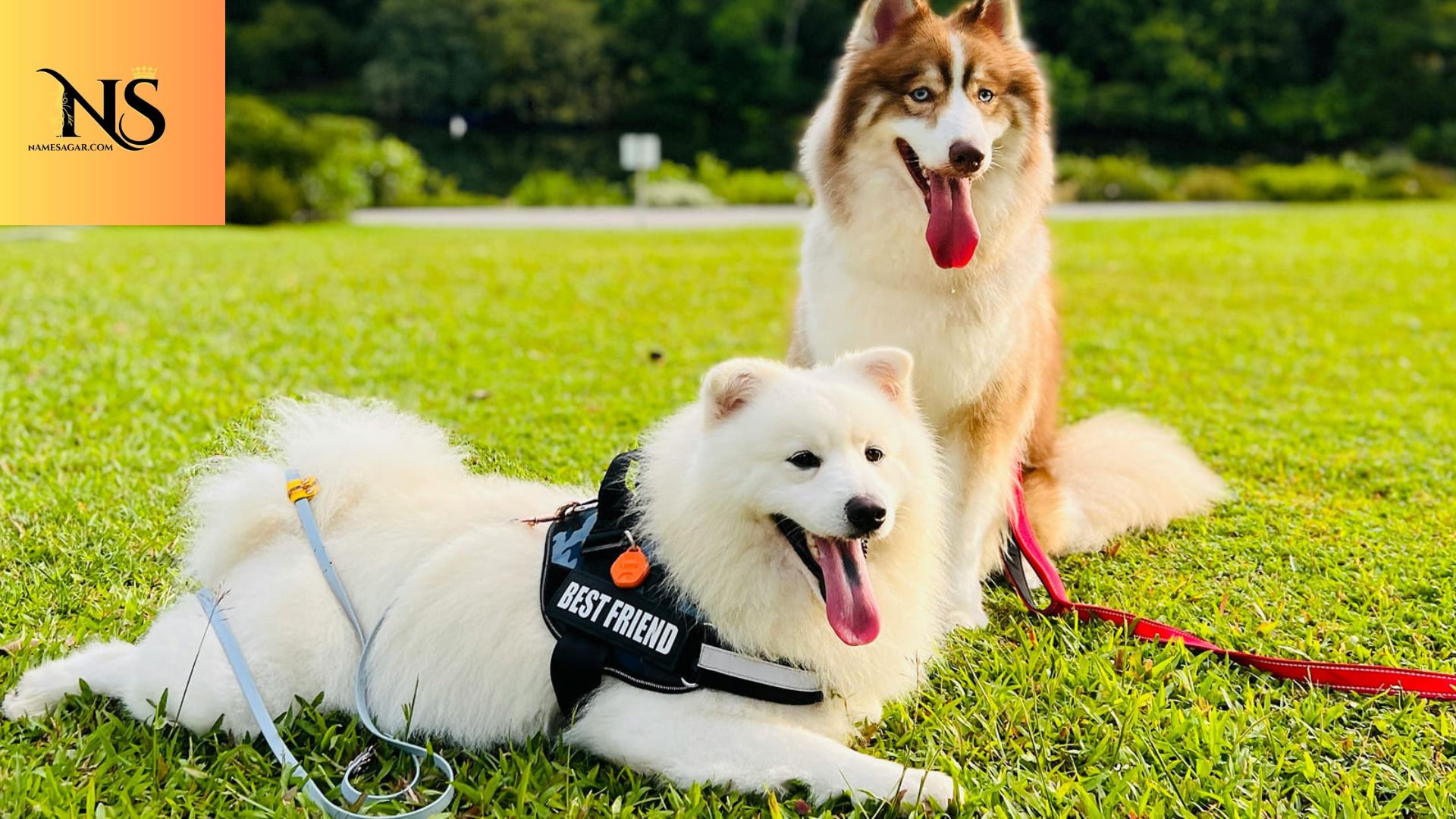 550 Best Names of Male Dogs With Meaning for 2026