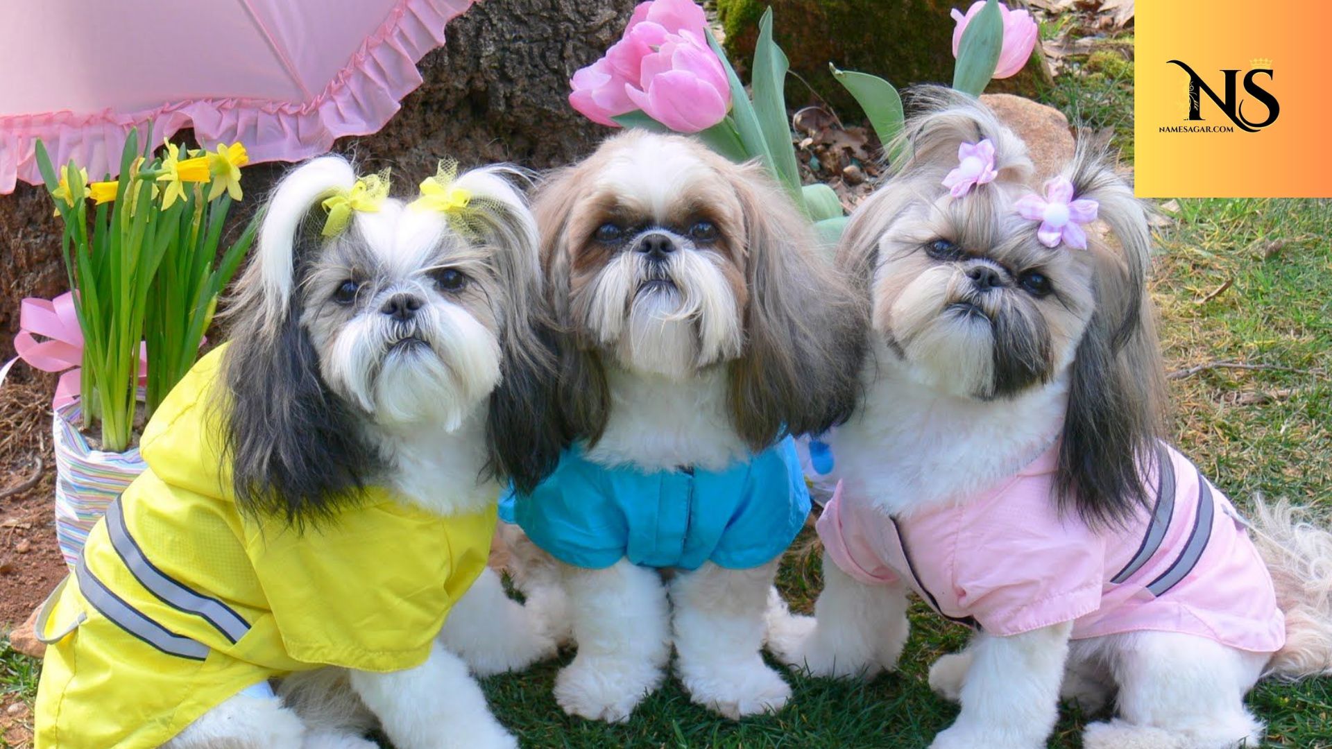 550 Best Star Wars Dog Names with Meanings for 2026