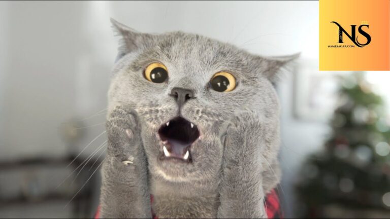 600 Best Funny Cat Names with Meanings for 2026