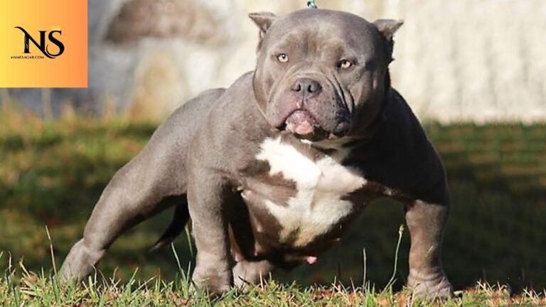 650 Best Strong Female Dog Names with Meanings for 2026