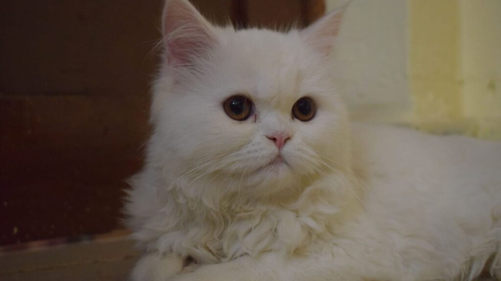  Adorable Cat Names Female