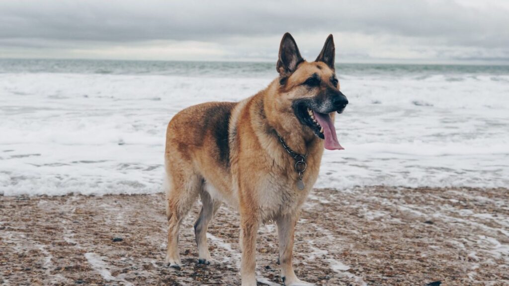  Best Male Dog Names