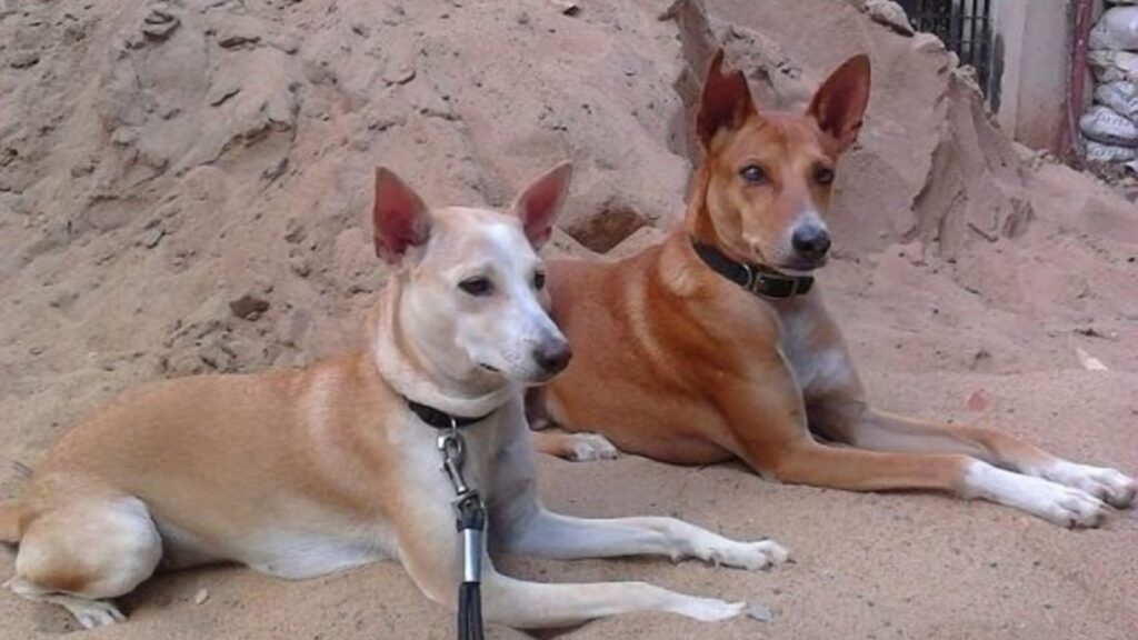  Cherokee Indian Dog Names 