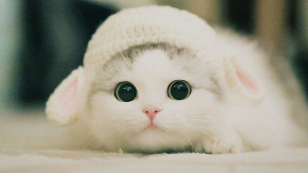 Cute Cat Names