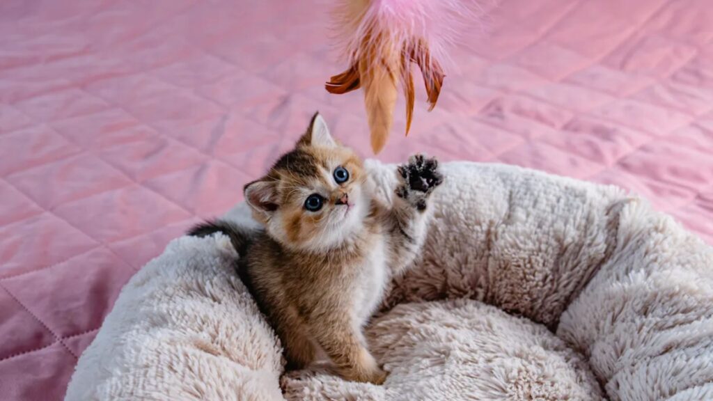 Cute Cat Names for Boys
