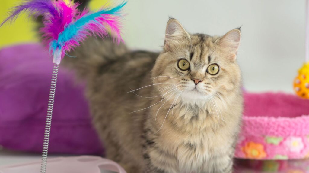 Cute Cat Names for Girls