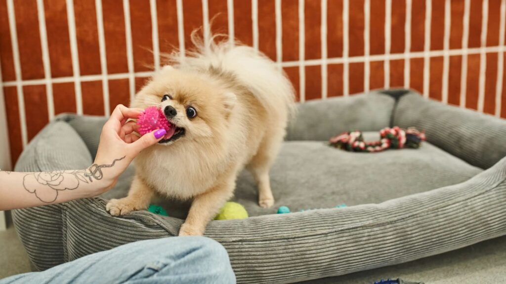  Cute Female Dog Names Indian