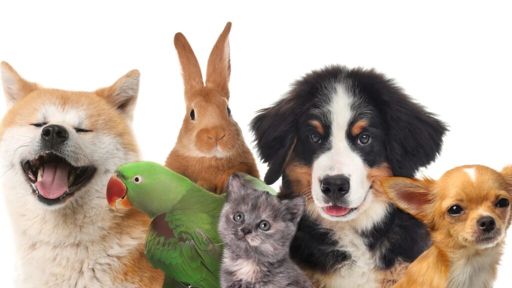 Cute Pet Names for Girlfriend