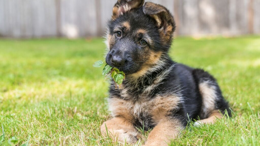  Female German Shepherd Dog Names