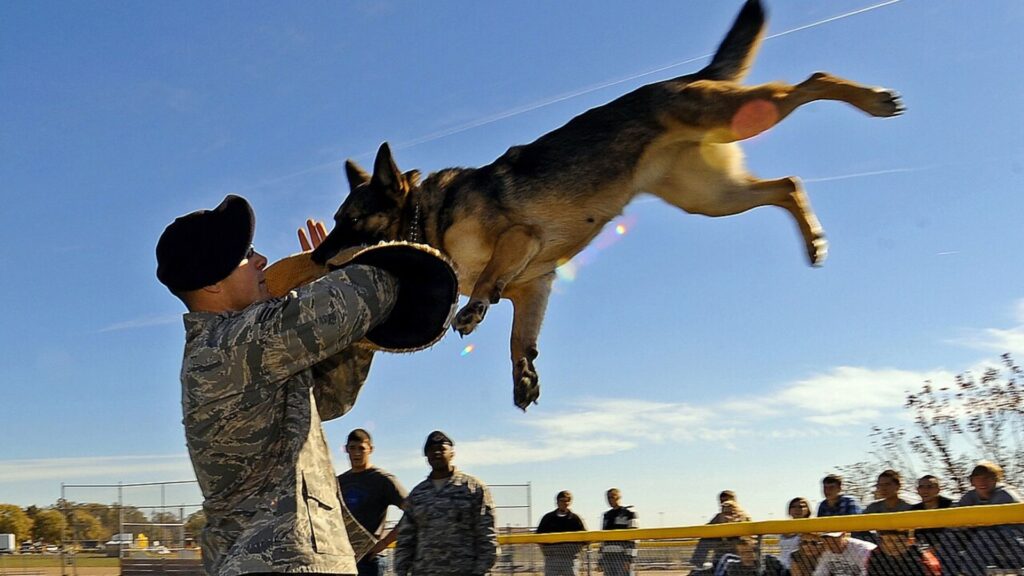 Female Military Dog Names