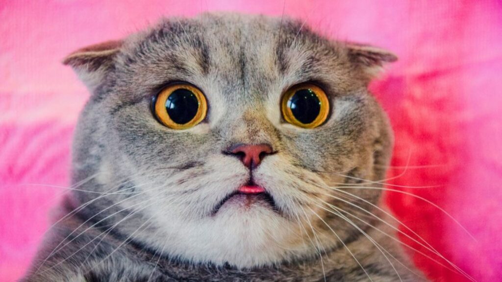 Funny Cat Names